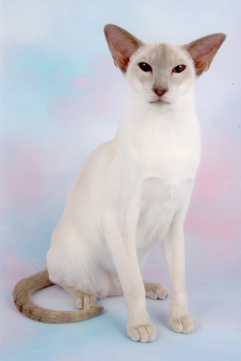 Сиамская кошка ред Пойнт