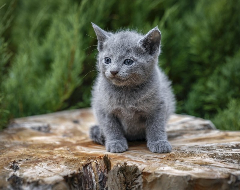 Русская голубая кошка котята