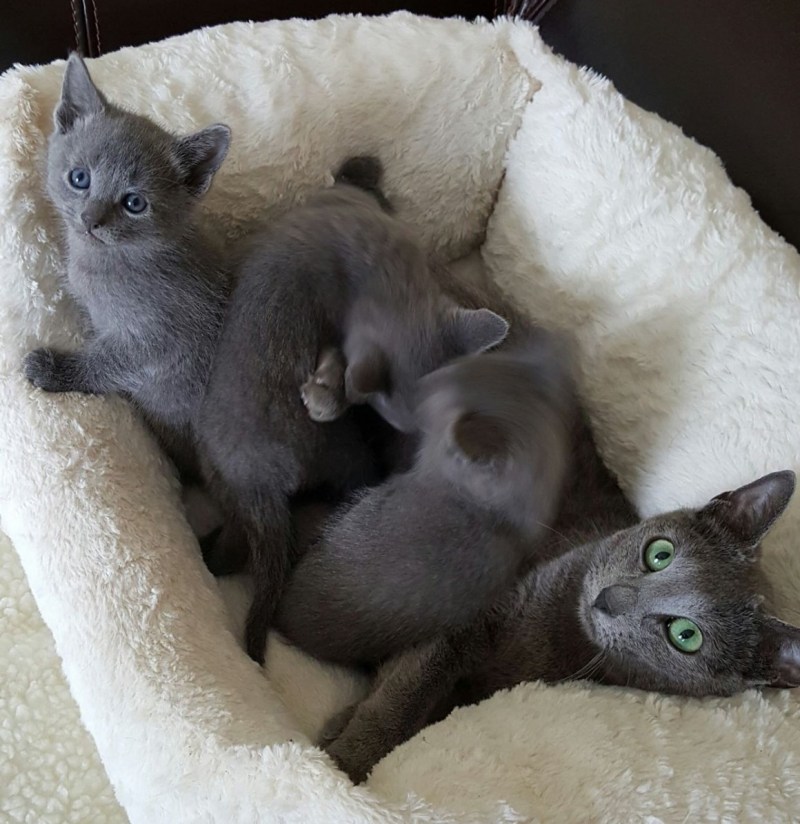 Русская голубая котенок