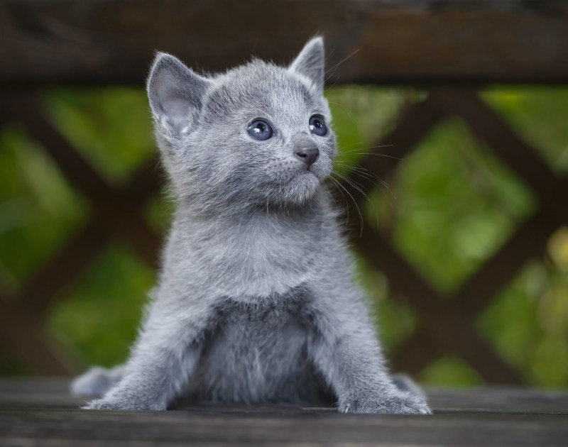 Русская голубая котенок