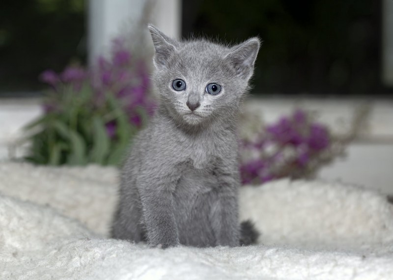 Русская голубая кошка котята