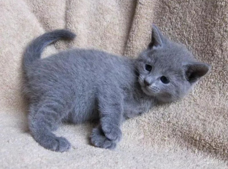 Русская голубая кошка котята