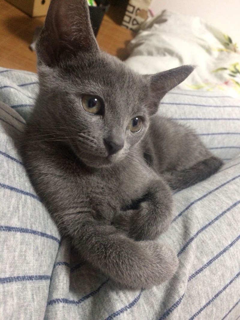 Котята русской голубой кошки