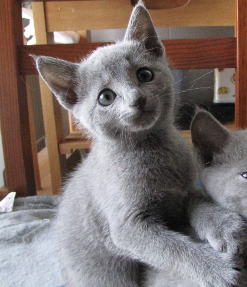 Серая кошка с котятами