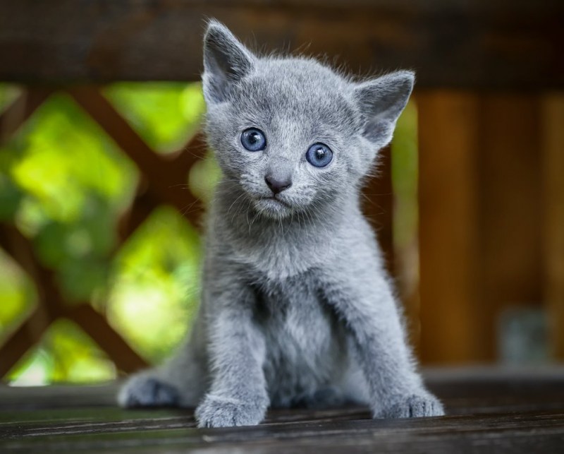 Русская голубая кошка котята