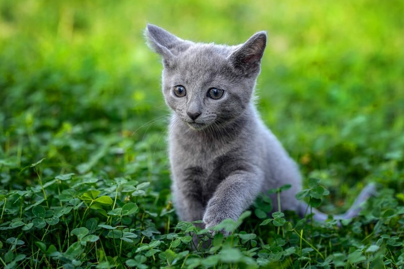 Русская голубая кошка котята