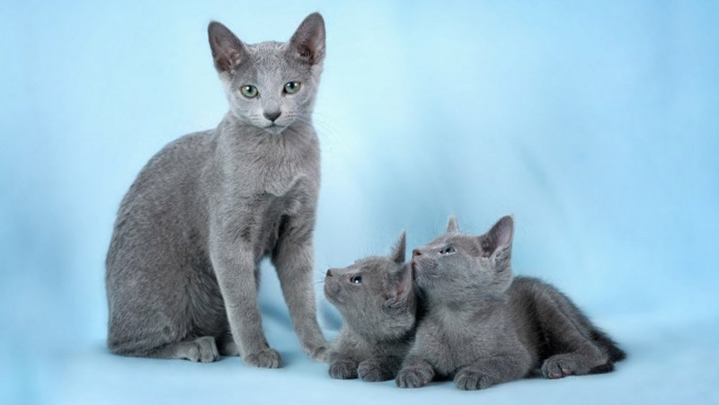 Русская голубая кошка котята