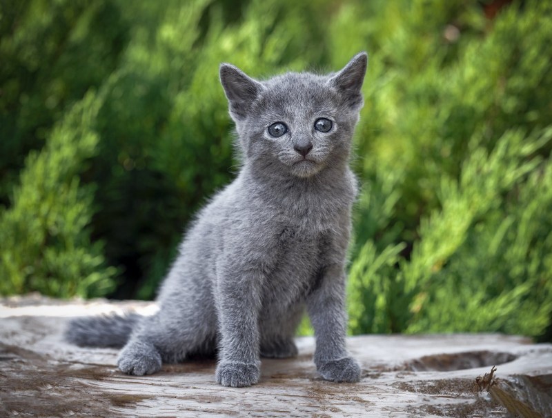 Русские голубые котята