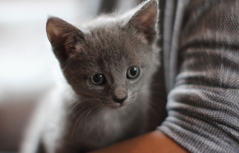 Русская голубая кошка котята