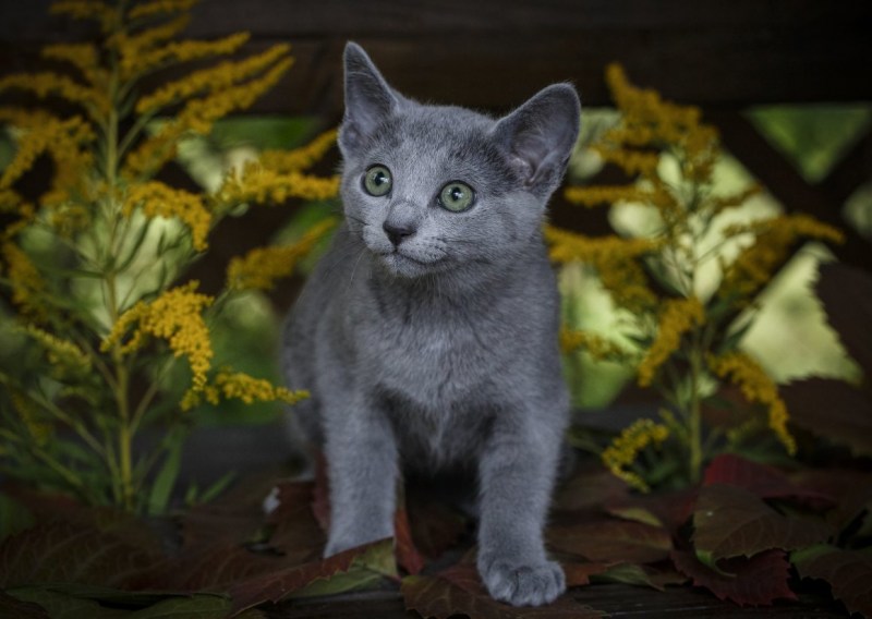 Скоттиш шартрез
