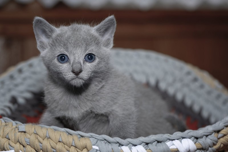 Русская голубая кошка