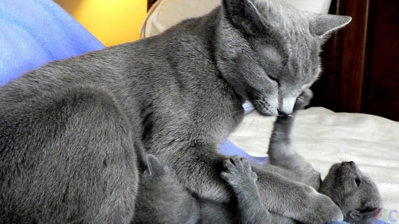 Русская голубая кошка играет
