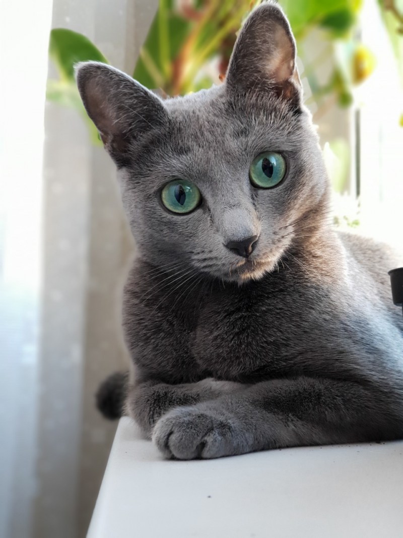 Русская голубая кошка котята