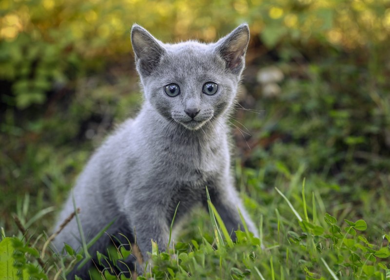 Русская голубая кошка котята