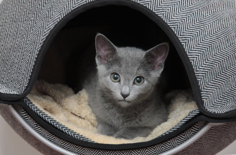 Русская голубая кошка котята