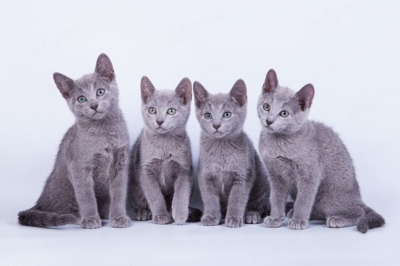 Русская голубая кошка котята