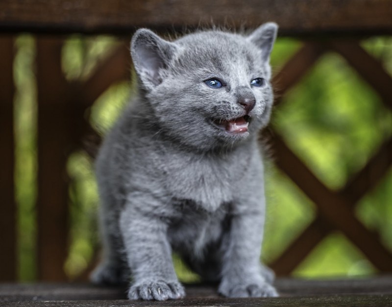 Русская голубая кошка