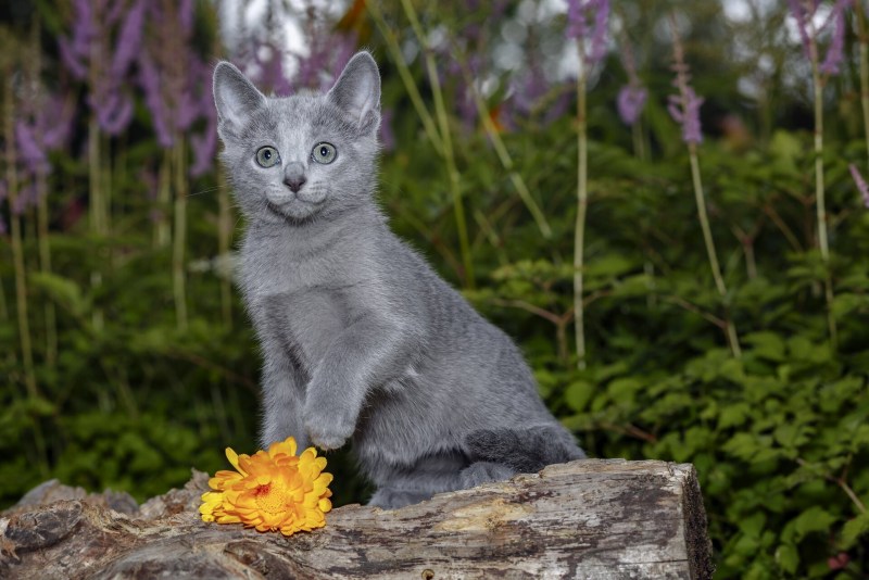 Голубой котенок