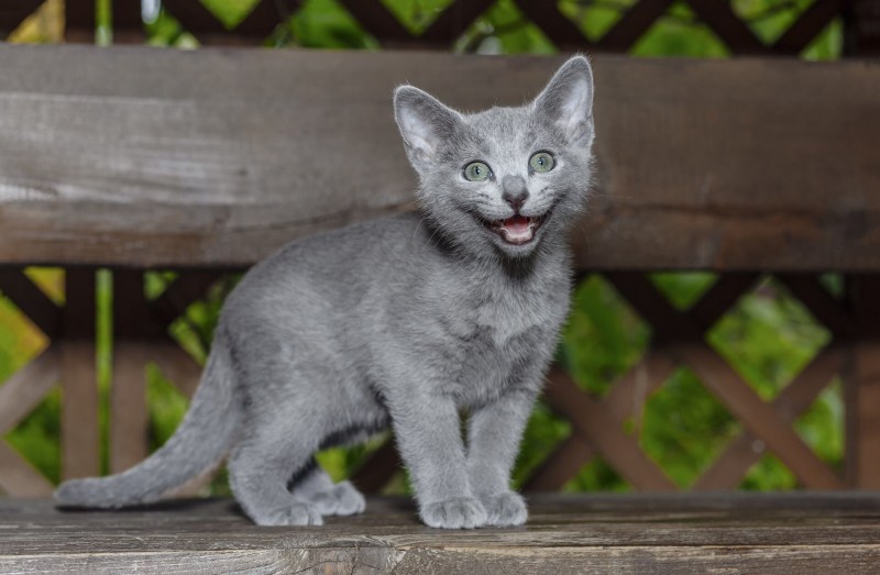 Русская голубая кошка котята