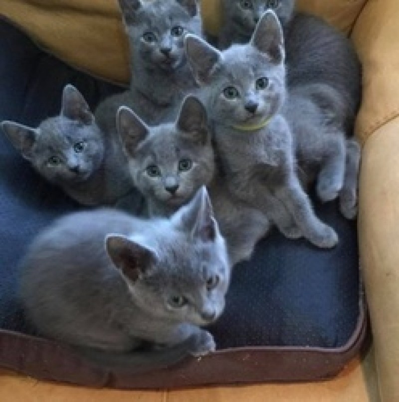 Русская голубая кошка