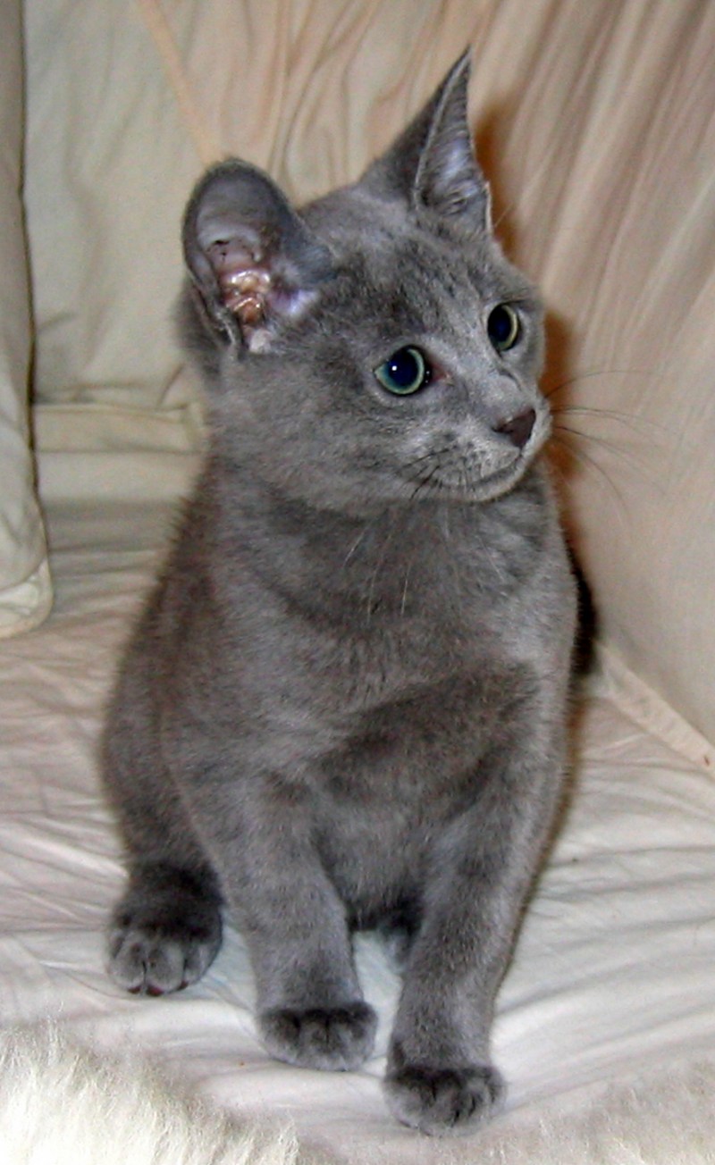 Русская голубая кошка котята