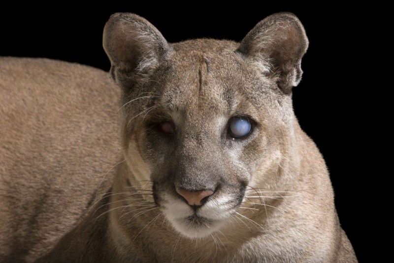 Puma concolor costaricensis