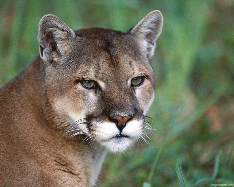 Puma concolor couguar