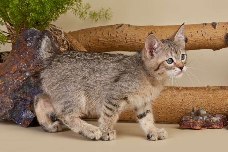 Кот пиксибоб