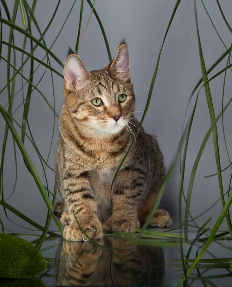 Котята породы пиксибоб