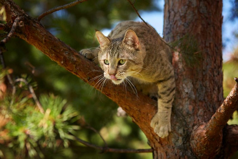 Коты пиксибоб