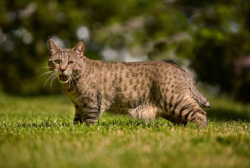 Котята породы пиксибоб