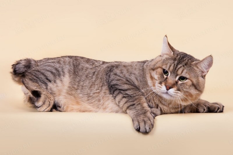 Кот породы пиксибоб