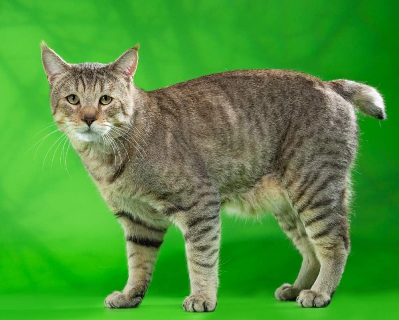 Котята породы пиксибоб