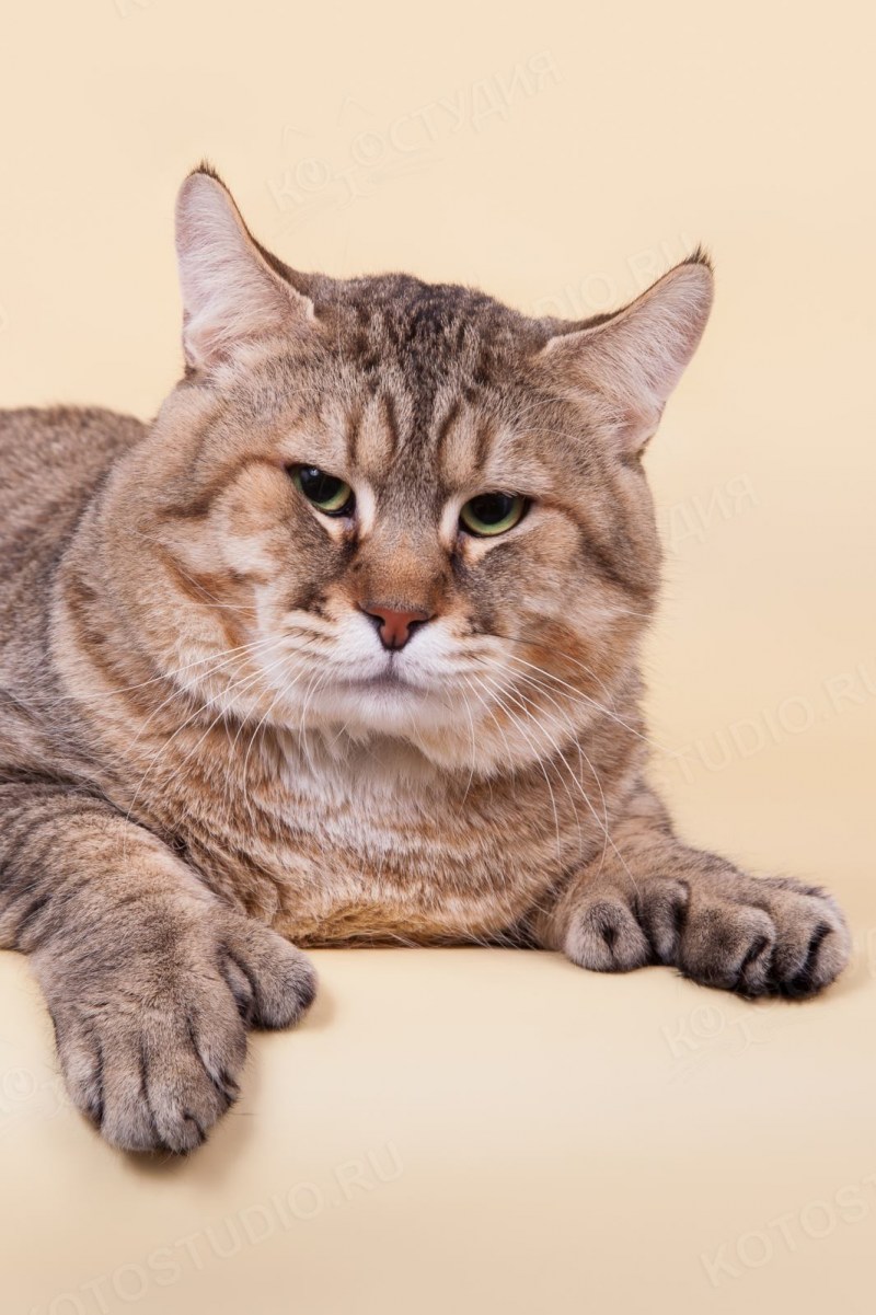 Пиксибоб кошка котёнок
