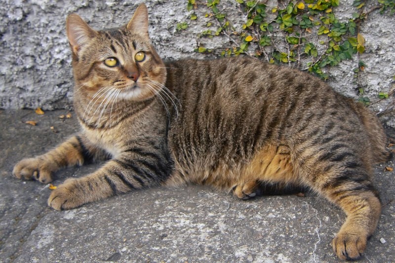 Короткохвостая Лесная кошка