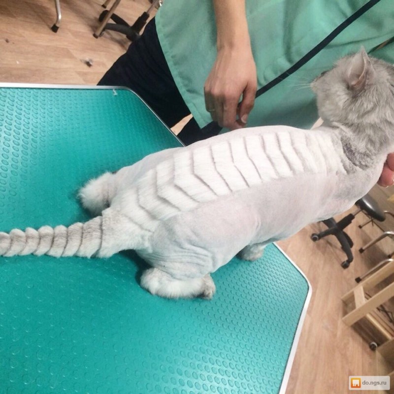 Стрижка кошек груминг