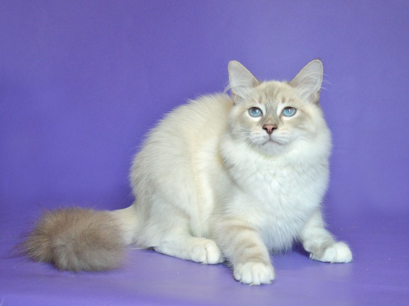 Санчитос питомник тайских кошек