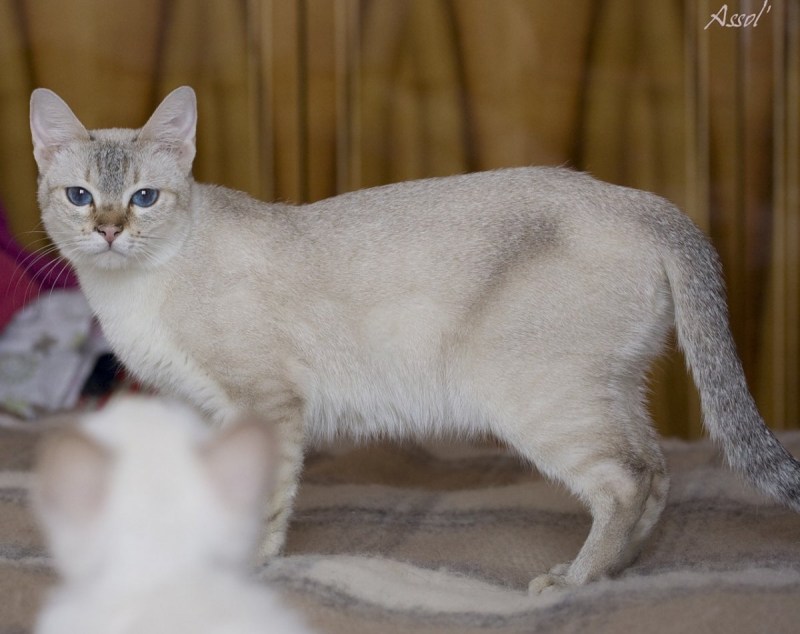 Линкс табби Пойнт котята