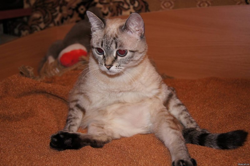 Тайская кошка табби Пойнт