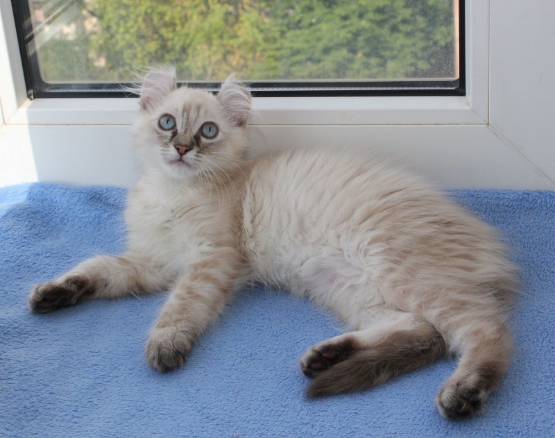 Кличка для кота тайца