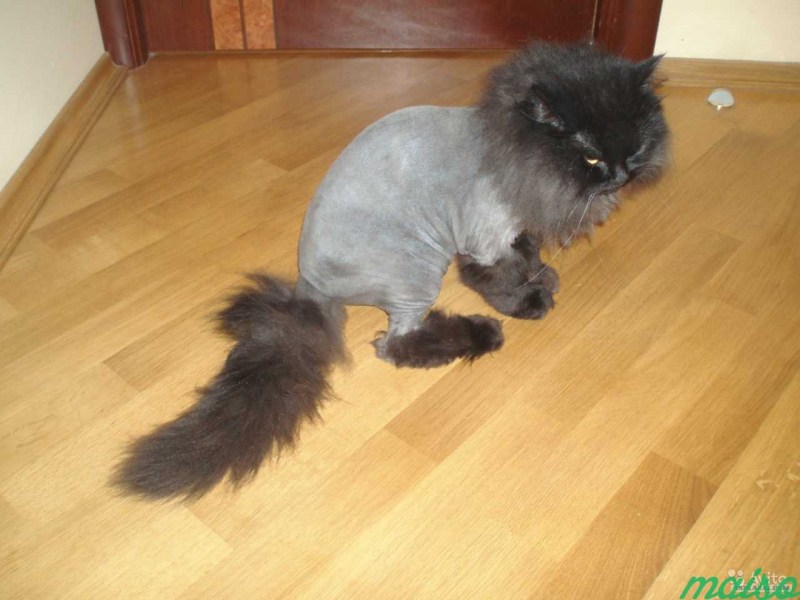 Стрижка длинношерстных кошек