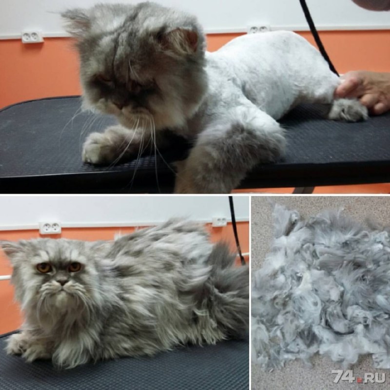 Стрижка персидских кошек