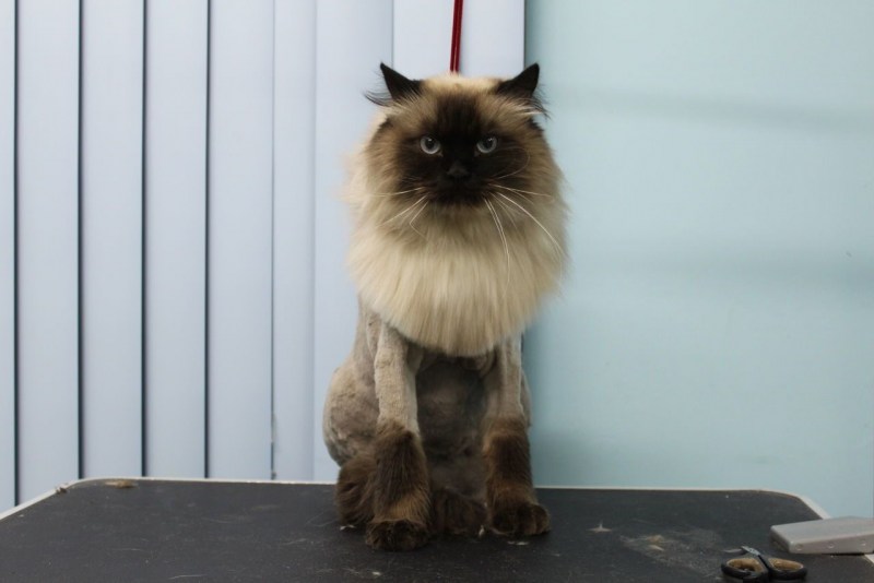 Стрижка кота под машинку