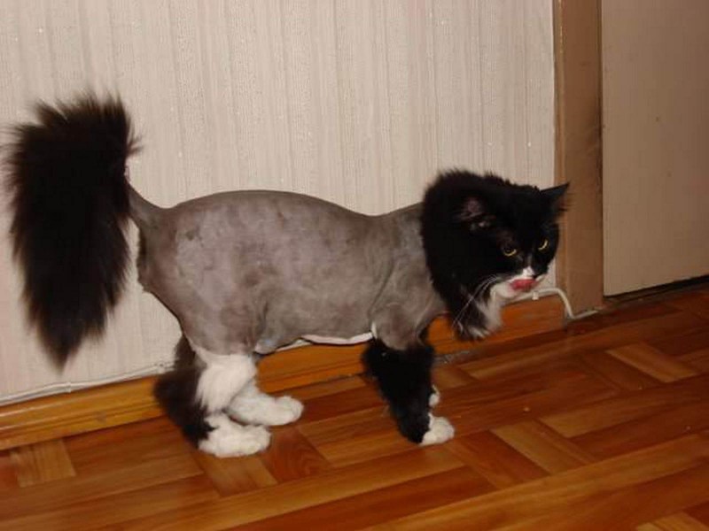 Стриженный кот