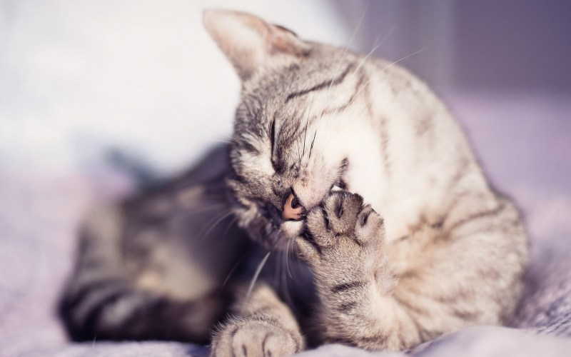 Нежные котята