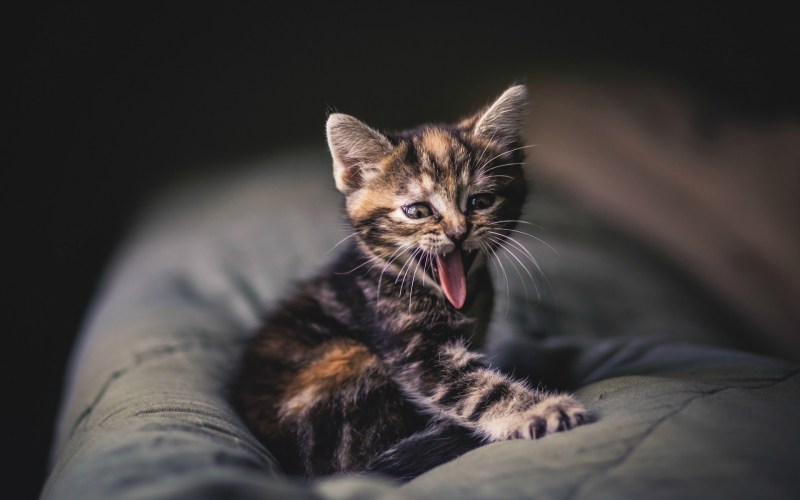 Кошки маленькие