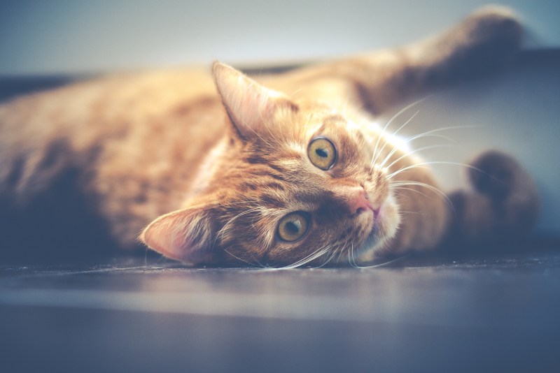 Фрея рыжий кот
