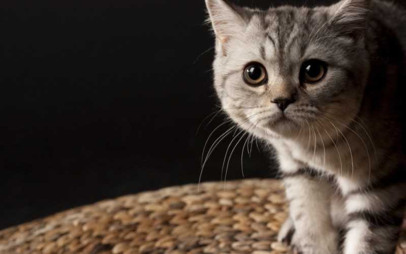 Шотландская прямоухая котенок