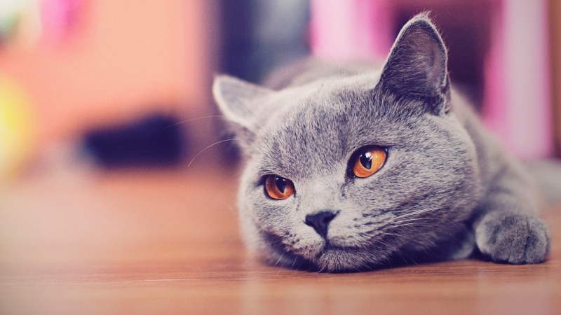 Красивые котики
