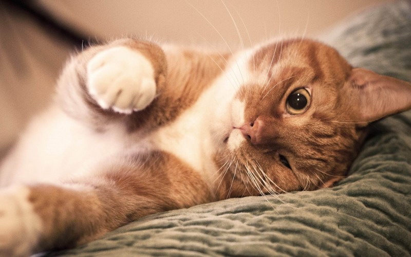 Обои на рабочий стол коты